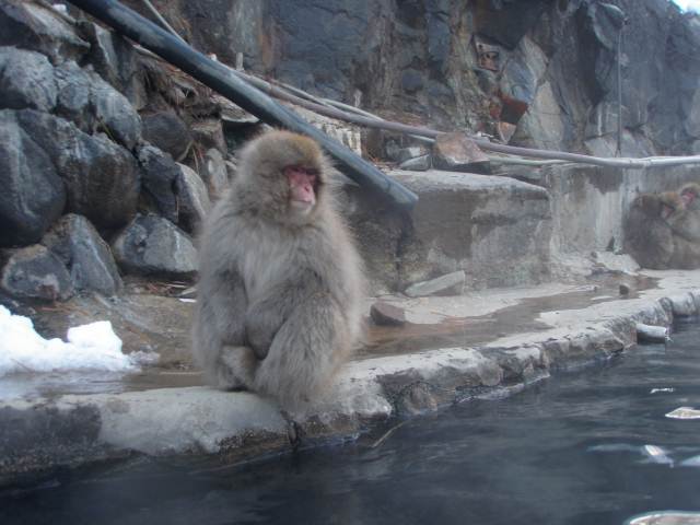 お猿と混浴！お猿が入りに来る温泉　地獄谷温泉　後楽館【長野県の温泉】